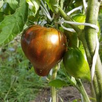 Marsha's Starfighter Heart